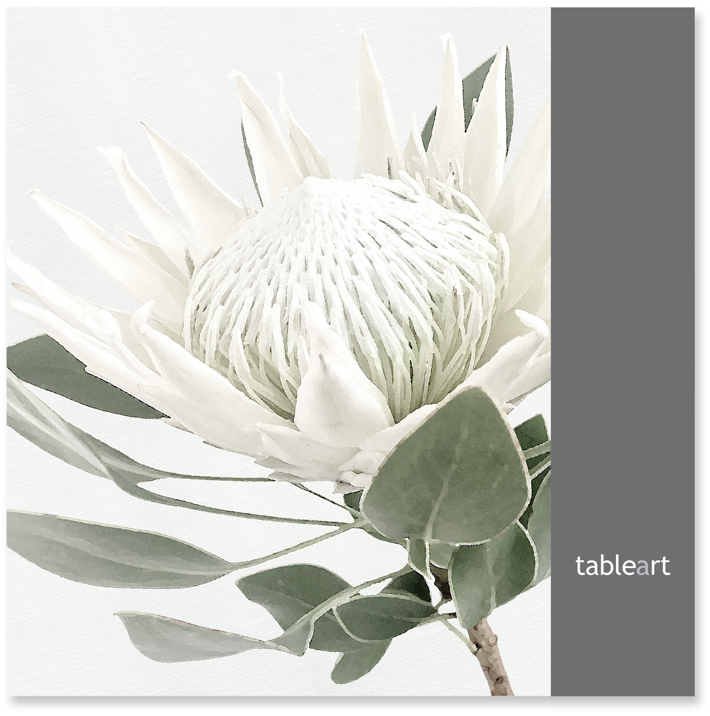 Disposable Placemats | White King Protea