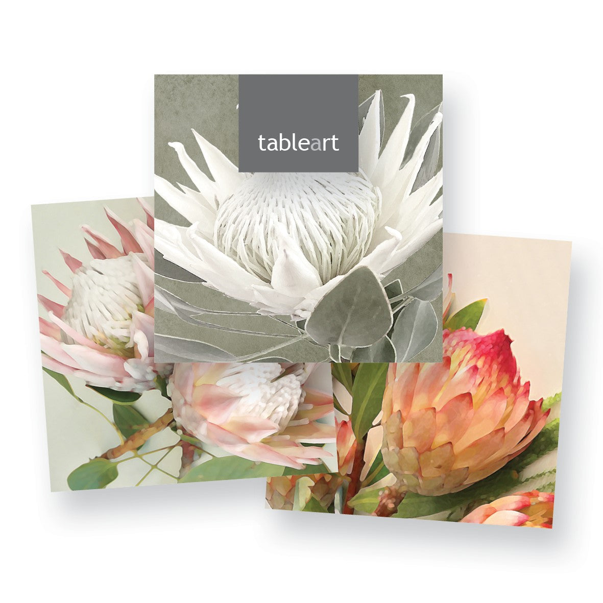 Coasters Square |6 pack |Mixed Proteas