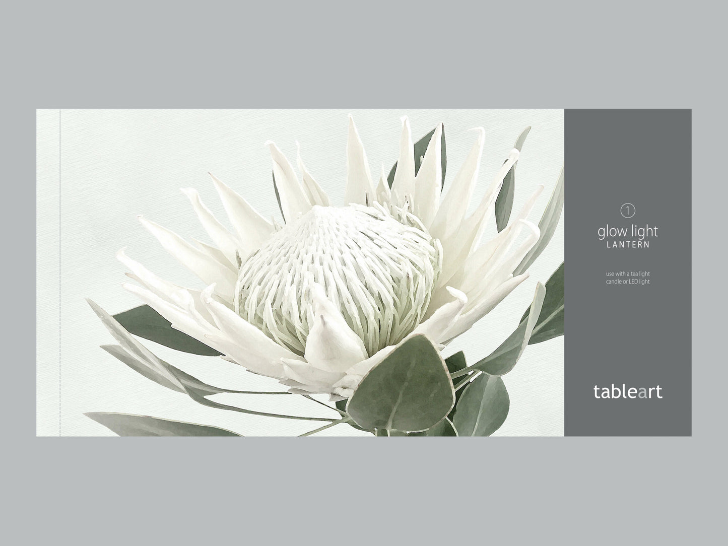 Glow light/lanterns | White King Protea